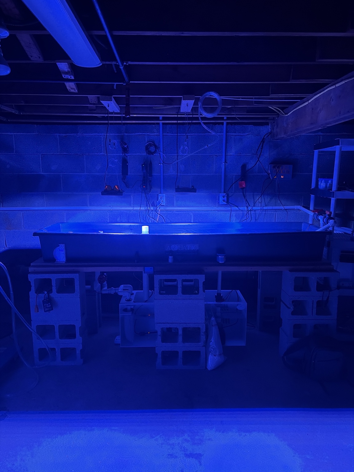 The full basement farm with suspended lights, grow-out trough, cinderblock stand, and sump