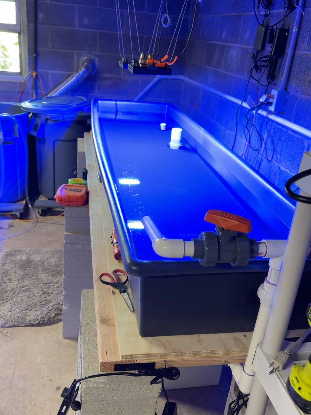 A filled blue-lit grow-out trough on its raised stand in the basement